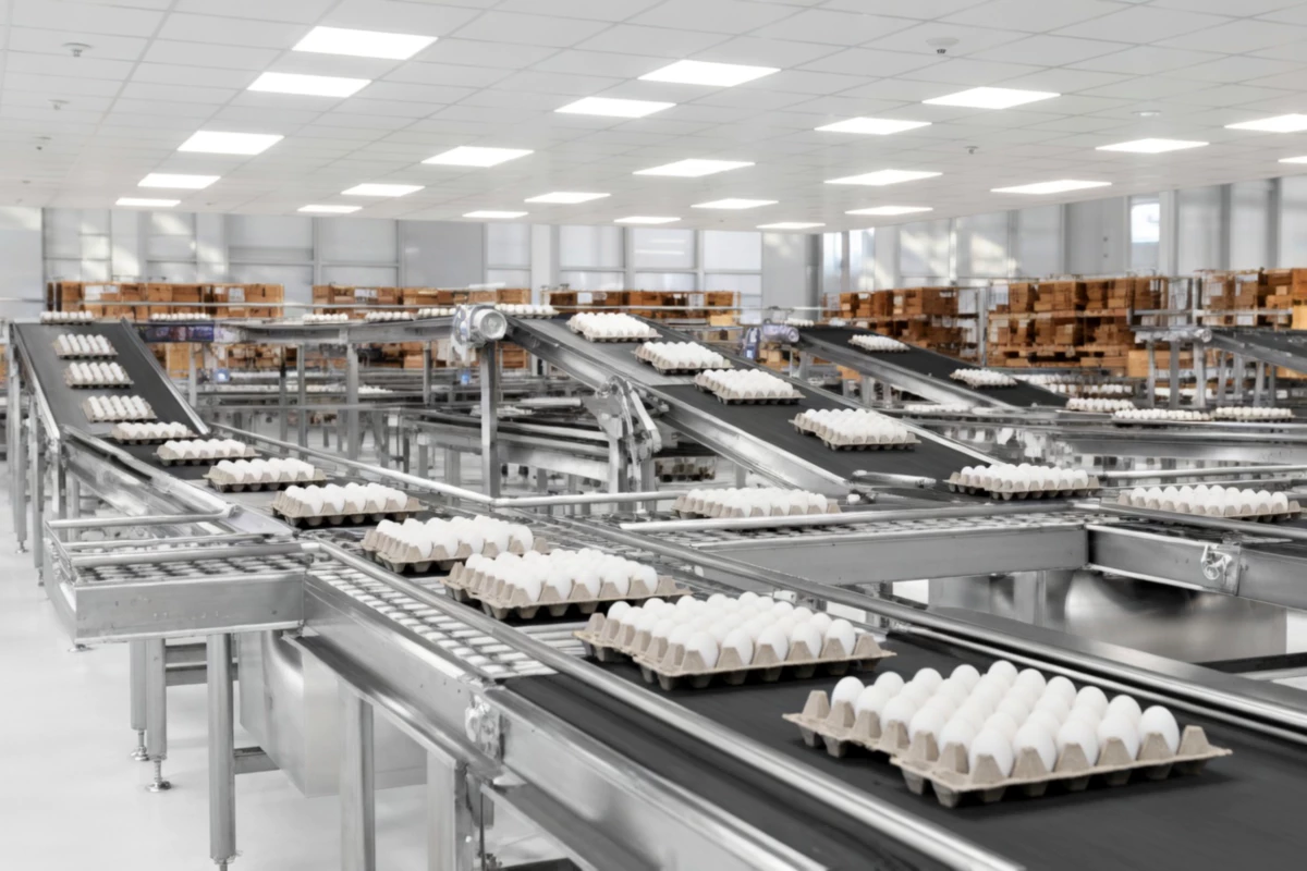 Food sorting conveyor stainless steel chain drive